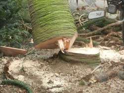bomen rooien 